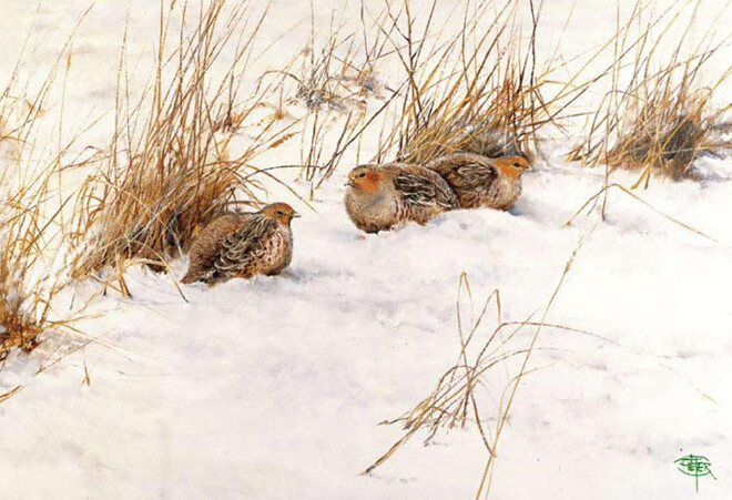Partridges in winter -O