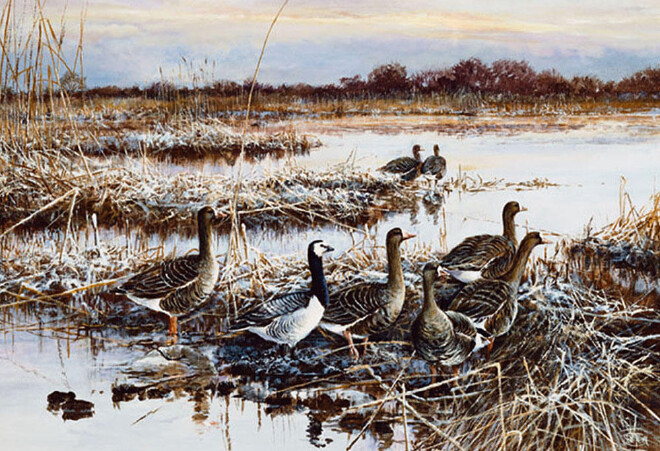 Winter geese-O