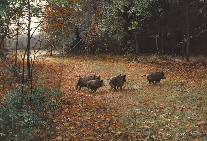 Wild boar in autumn -O