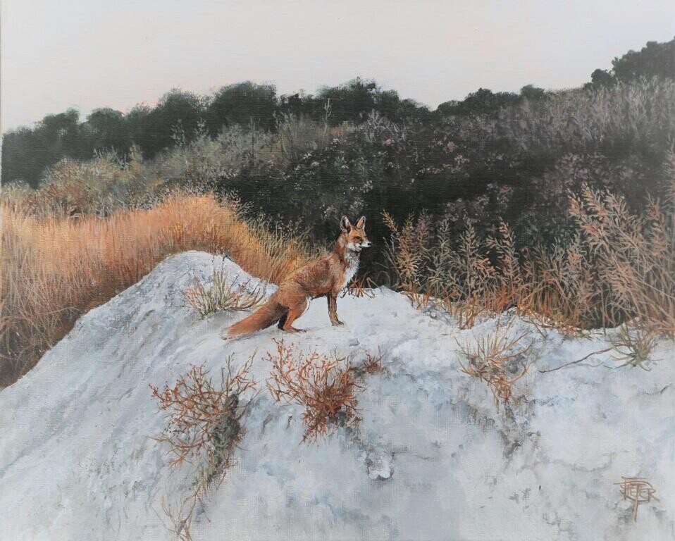 Fox • Pieter Verstappen Wildlife Artist