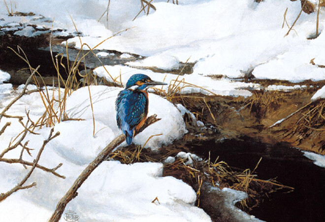 Kingfisher -O