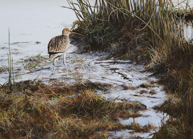 Curlew