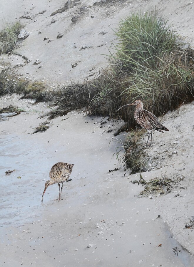 Curlews (BIA2017)