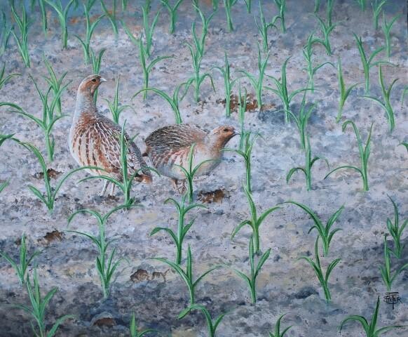 Partridges in the cornfeld