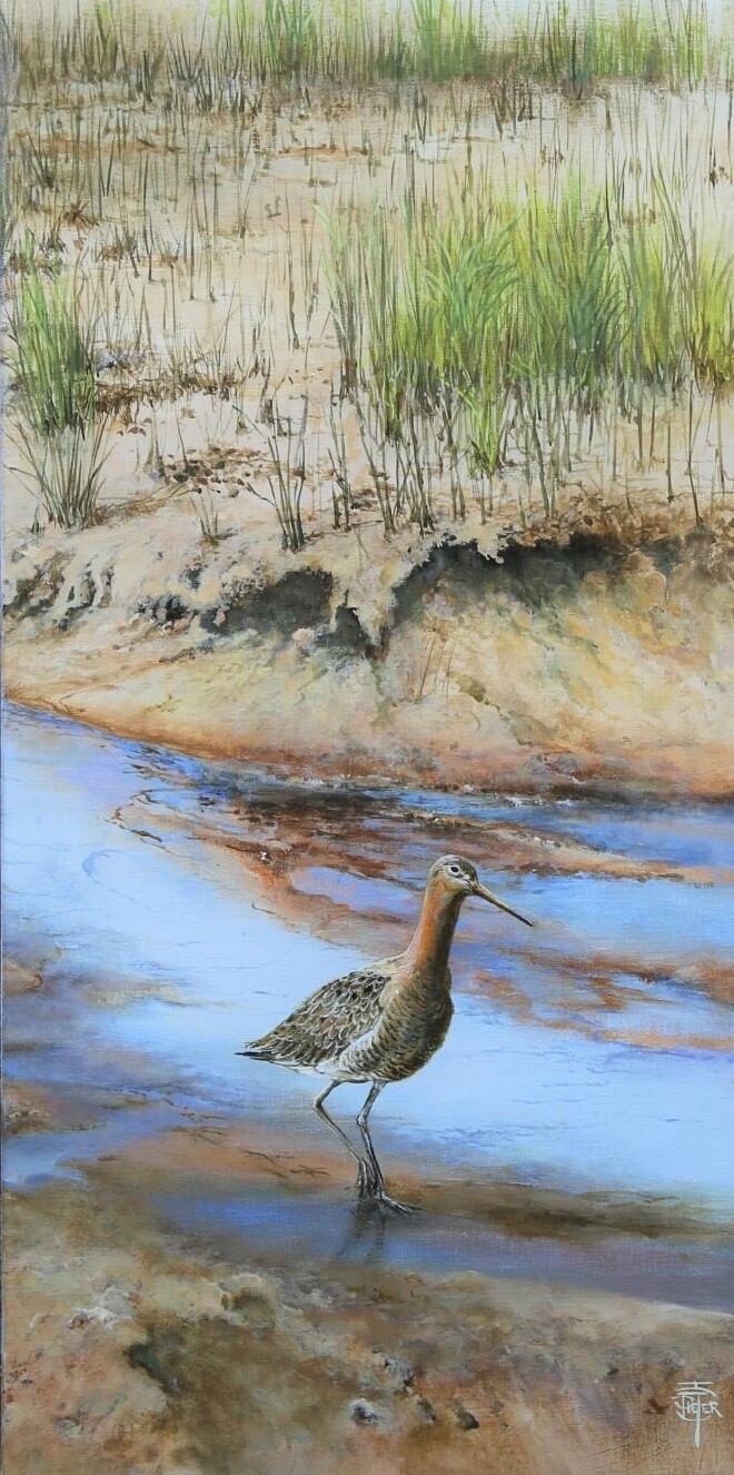 Godwit