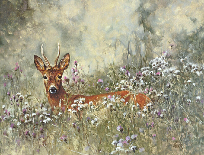 Roe buck in summer-O