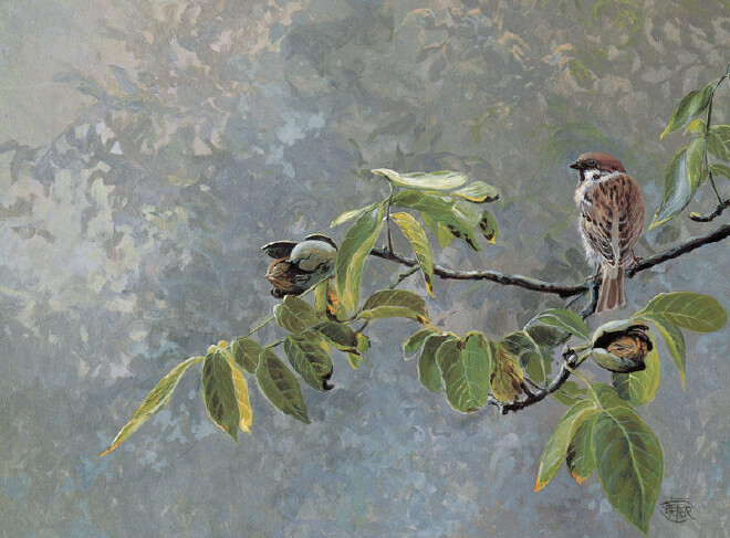 Sparrow on nut branch -O