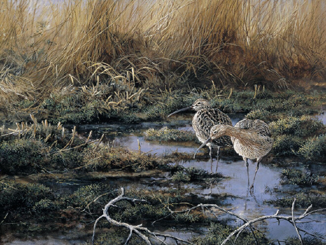 Curlews in swamp -O