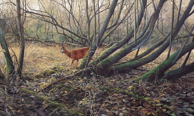 Roe deer in forest -O