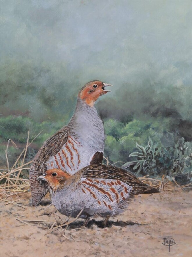 Pair of partridges