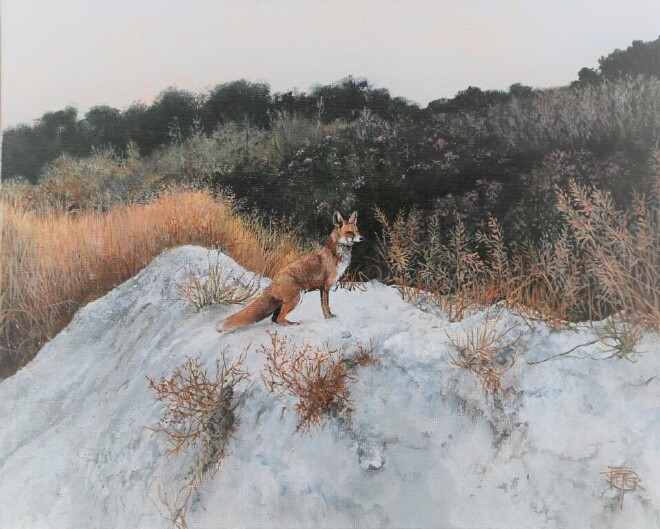 Fox in gravel pit