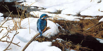 Kingfisher -O