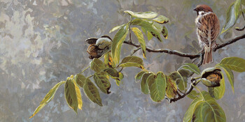 Sparrow on nut branch -O