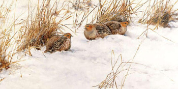 Partridges in winter -O