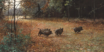 Wild boar in autumn -O