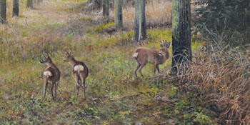 Roedeer in autumm