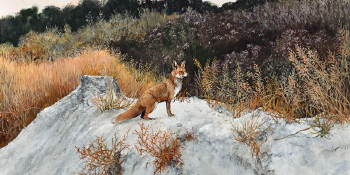Fox