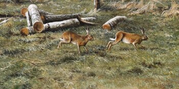 Hares