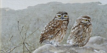 Little owl