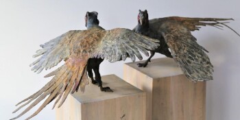 Pheasent-B