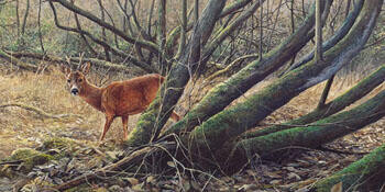 Roe deer in forest -O