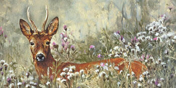 Roe buck in summer-O