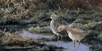 Curlews in swamp -O