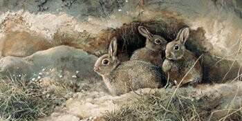Young rabbits -O