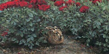 Hare between roses -O