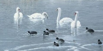 Swans -O