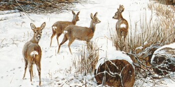 Roe deer family -O