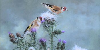 Goldfinches