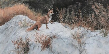 Fox in gravel pit
